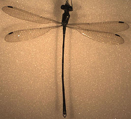 Austrolestes colensonis