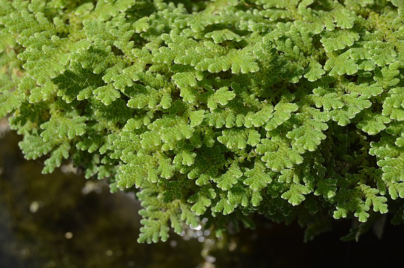 File:Azolla filiculoides 01.jpg