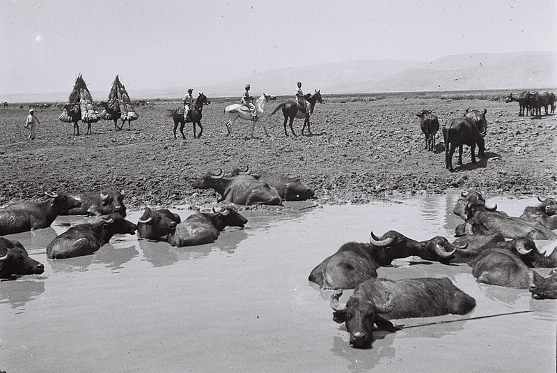 File:BUFFALOS SOAKING IN A MUD HOLE IN THE HULA VALLEY. תאו משתכשכים בביצת החולה.D828-050.jpg