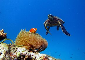 Underwater landscape at Baa Atoll, showing a hawksbill turtle and a Maldivian clownfish in its anemone Baa Atoll Maldives.JPG