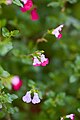 Baby Sage (Salvia microphylla).