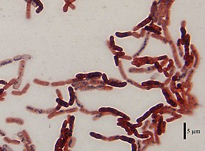 Descrierea imaginii Bacillus megaterium DSM-90 cells.jpg.