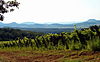 Vineyards in the Hills