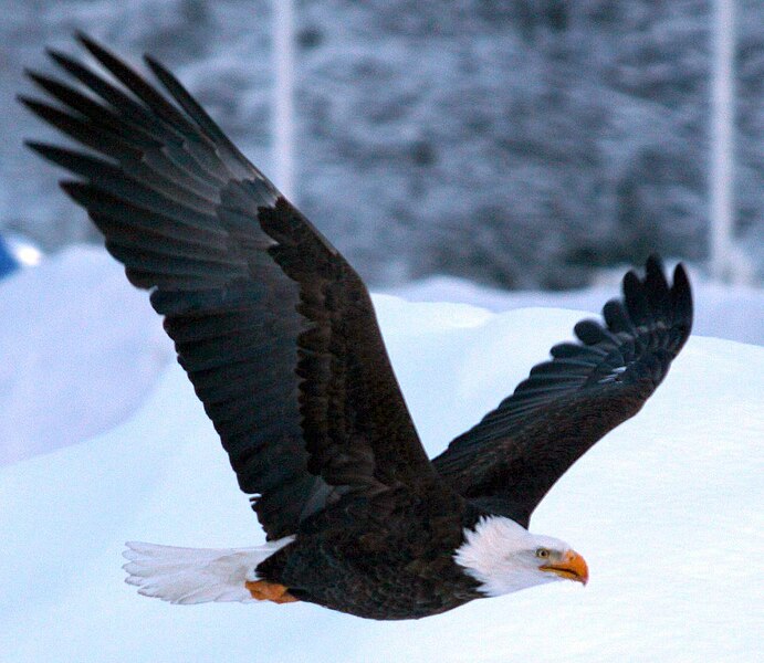 File:Bald Eagle flying off after an aborted salmon pick-up in Eagle River, Alaska.jpg