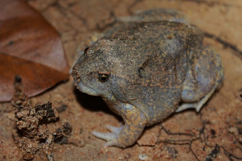 File:Balloon Frog (Glyphoglossus molossus)5.jpg