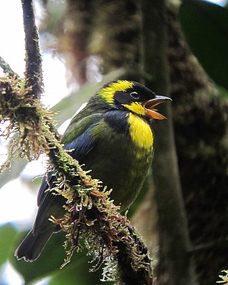 <span class="mw-page-title-main">Tatamá National Natural Park</span> National park in Colombia