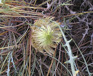 <i>Banksia rufa</i> Species of shrub in the family Proteaceae endemic to the south-west of Western Australia