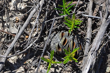 Banksia serrata seedlings and cone after fire, Beacon Hill, NSW