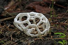 Basket fungi. (Ileodictyon cibarium) (34047210845).jpg