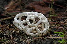 Корзина грибов. (Ileodictyon cibarium) (34047210845) .jpg