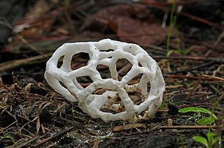 <i>Ileodictyon cibarium</i> Species of fungus