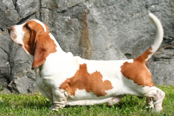 Tan and white Basset Hound