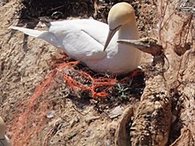 Northern gannet on Helgoland, Germany, trapped in their nests that are built only of old nets and other plastic waste Basstoelpel-Helgoland (cropped).JPG