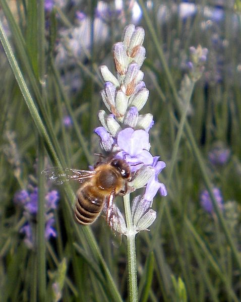 File:Bee Out Front 3.jpg