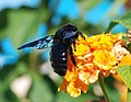 European carpenter bee (X. violacea) on a Lantana camara flower