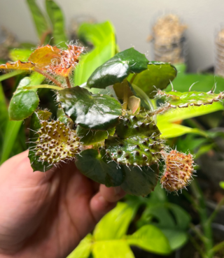 <i>Begonia ferox</i> Species of plant