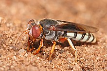 Sand wasp in its habitat, Dar es Salaam, Tanzania Bembix sp.jpg