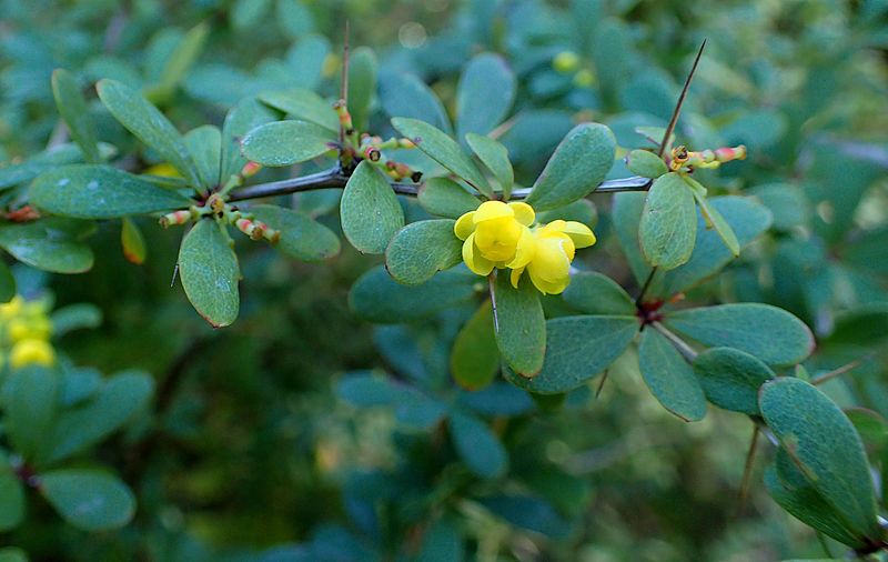 File:Berberis wilsoniae kz2.jpg