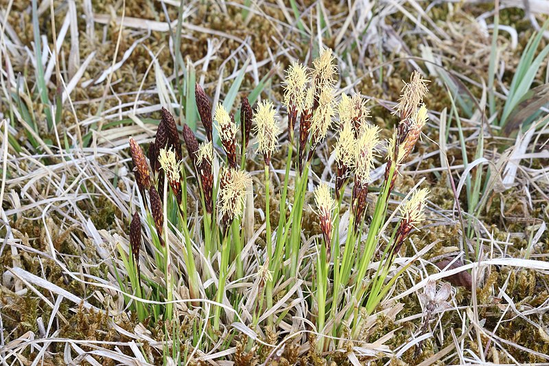 File:Berg-Segge Carex montana.jpg