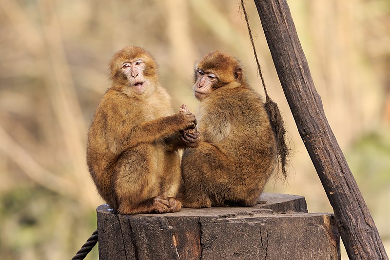Macaco – Wikipédia, a enciclopédia livre