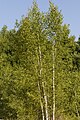 Français : Betula pendula Sablière de Morrière à Plailly (Oise), France