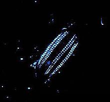 A Euplokamis comb jelly is bioluminescent. Bioluminescence emitted by comb jelly of genus Euplokamis.jpg