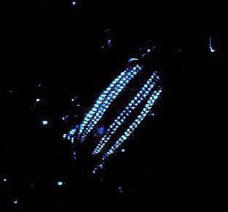 Tập_tin:Bioluminescence_emitted_by_comb_jelly_of_genus_Euplokamis.jpg