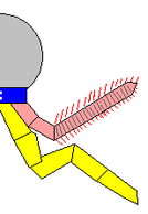 Biramous cross section 01.png