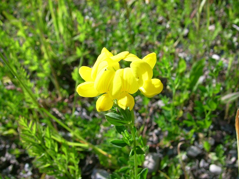 File:Bird's-foot trefoil (St. Joseph I).JPG