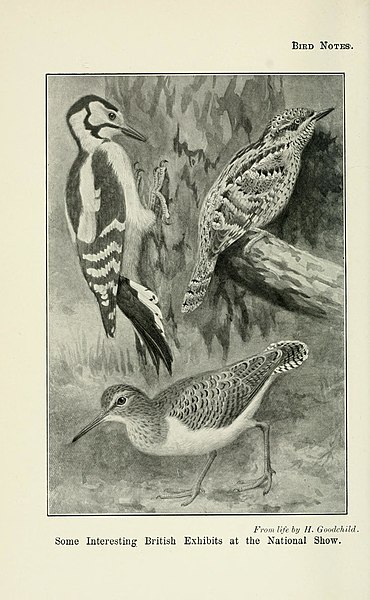 File:Bird notes (1913) (14727031776).jpg