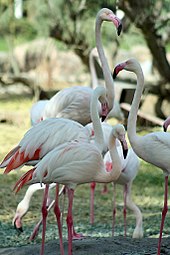 Greater flamingos (Phoenicopterus roseus) are native to Bahrain. Birds in Al-Areen Wildlife Park.jpg