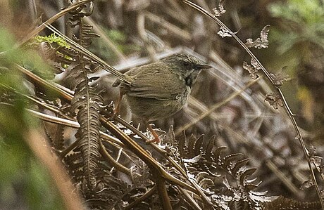 Black-throated prinia