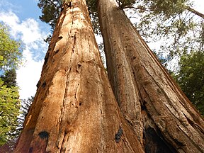 Sequoiadendron giganteum