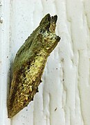 緑褐色の蛹, アメリカ（ペンシルベニア州）