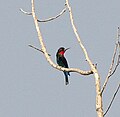 Black bee-eater semuliki dec05.jpg