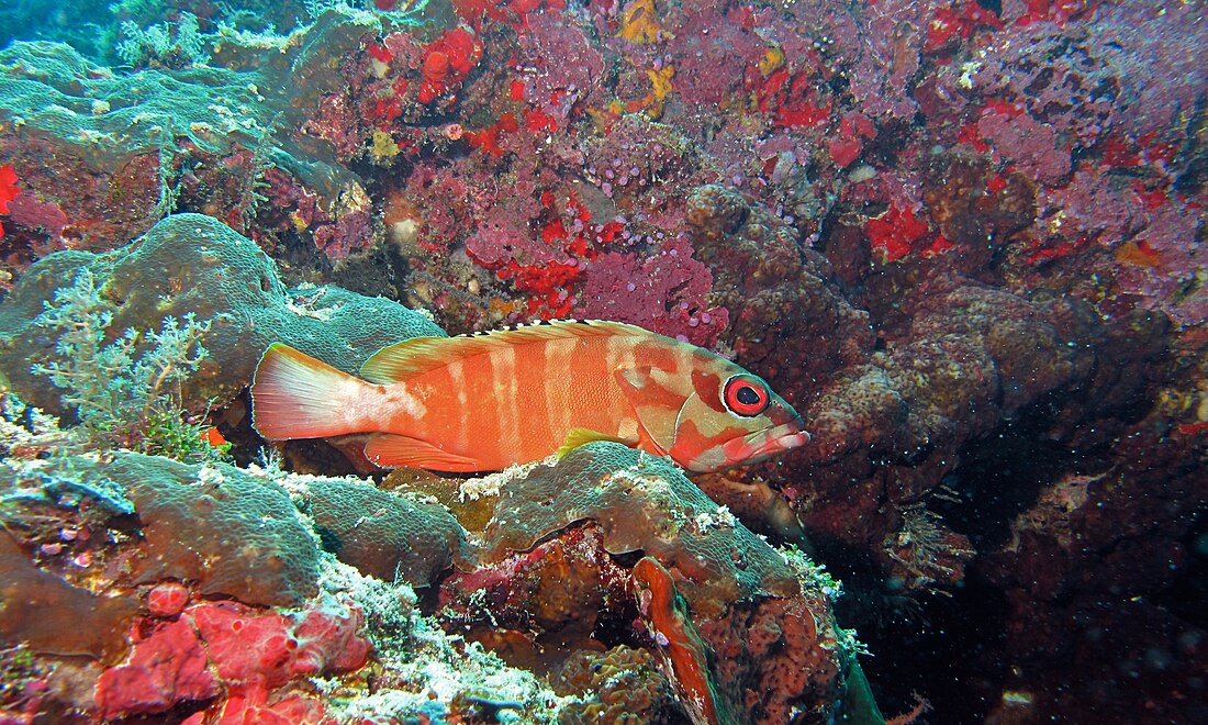 Epinephelus