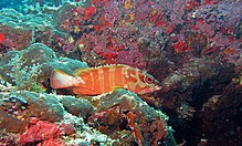 Морской окунь (Epinephelus fasciatus) (6132696543).jpg 