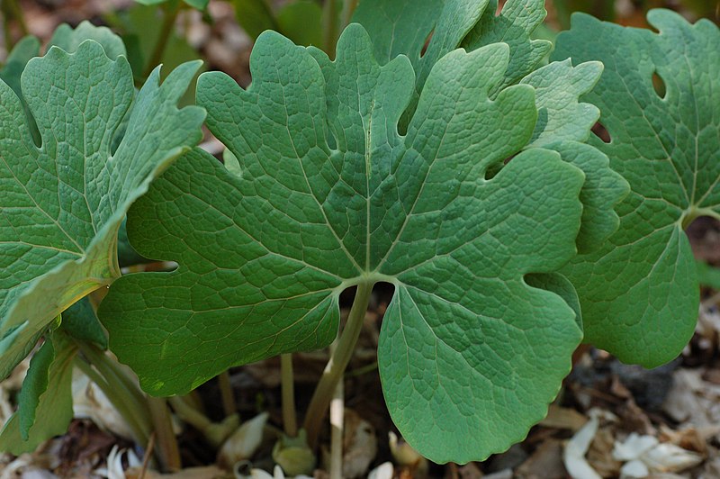 File:Bloodroot Sanguinaria canadensis Leaf 3008px.jpg