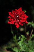 Red Dahlia