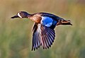 Blue-winged Teal.jpg