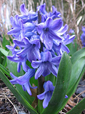 Hyacinthus orientalis