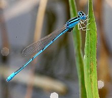 Pseudagrion microcepahlum Blue damsel sal.jpg