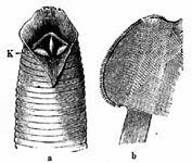 Links: opengesneden kop (a) met de drie kaken (K) Rechts: kaakplaat met tanden op de rand