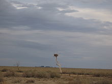 An eagle's nest on The Old Man Plain, an extensive saltbush plain between Hay and Wanganella.