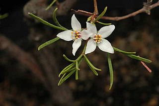 <i>Boronia gunnii</i> Species of flowering plant