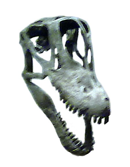 Tập_tin:Brachiosaurus_skull.jpg