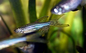 Zebrafish