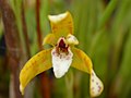 Maxillaria picta