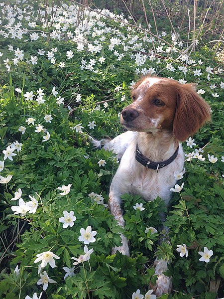 File:Breton i blomstereng.jpg