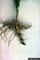 Brown root rot.jpg